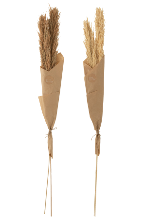 SALE % - Set 2 buc plante uscate, Fibre naturale, Natural, 16x2x150