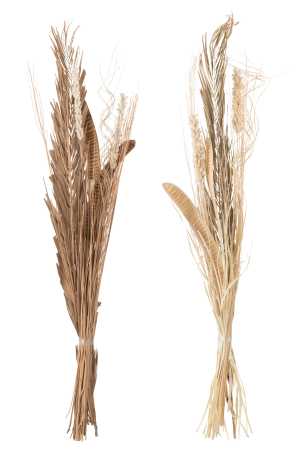 Set 2 buc plante uscate, Fibre naturale, Natural, 20x5x145 [2]