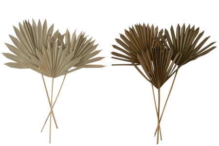 Set 2 buc plante uscate, Fibre naturale, Natural, 30x2x50 [2]