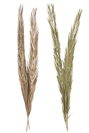 Set 2 buc plante uscate, Fibre naturale, Verde, 22x2x145 [1]