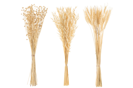 Set 3 buchete plante uscate, Fibre naturale, Natural, 12x2x42 [1]
