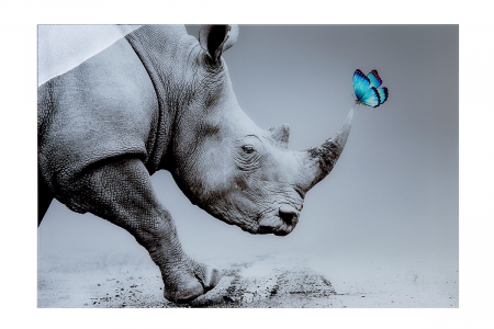 Tablouri - Tablou Rhinoceros, Acril, Multicolor, 2.5x120x80 cm