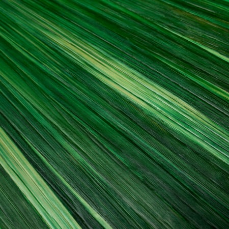 Tavă de birou Harvard S model de paie verde, Dimensiuni: L. 28 | W. 16.5 | H. 4   [5]