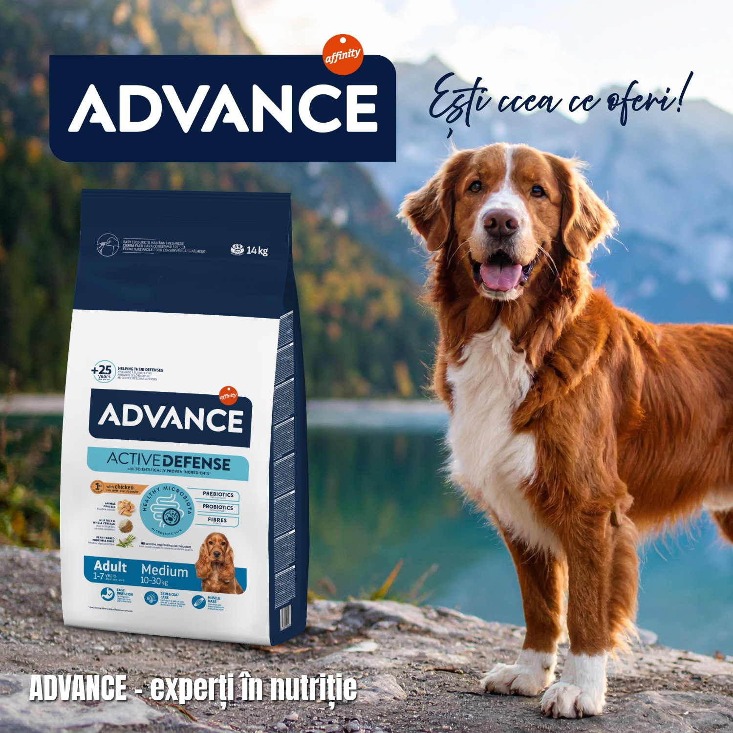 Advance Dog