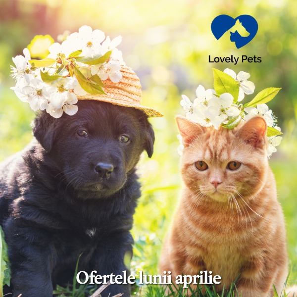 ofertele lunii mobil