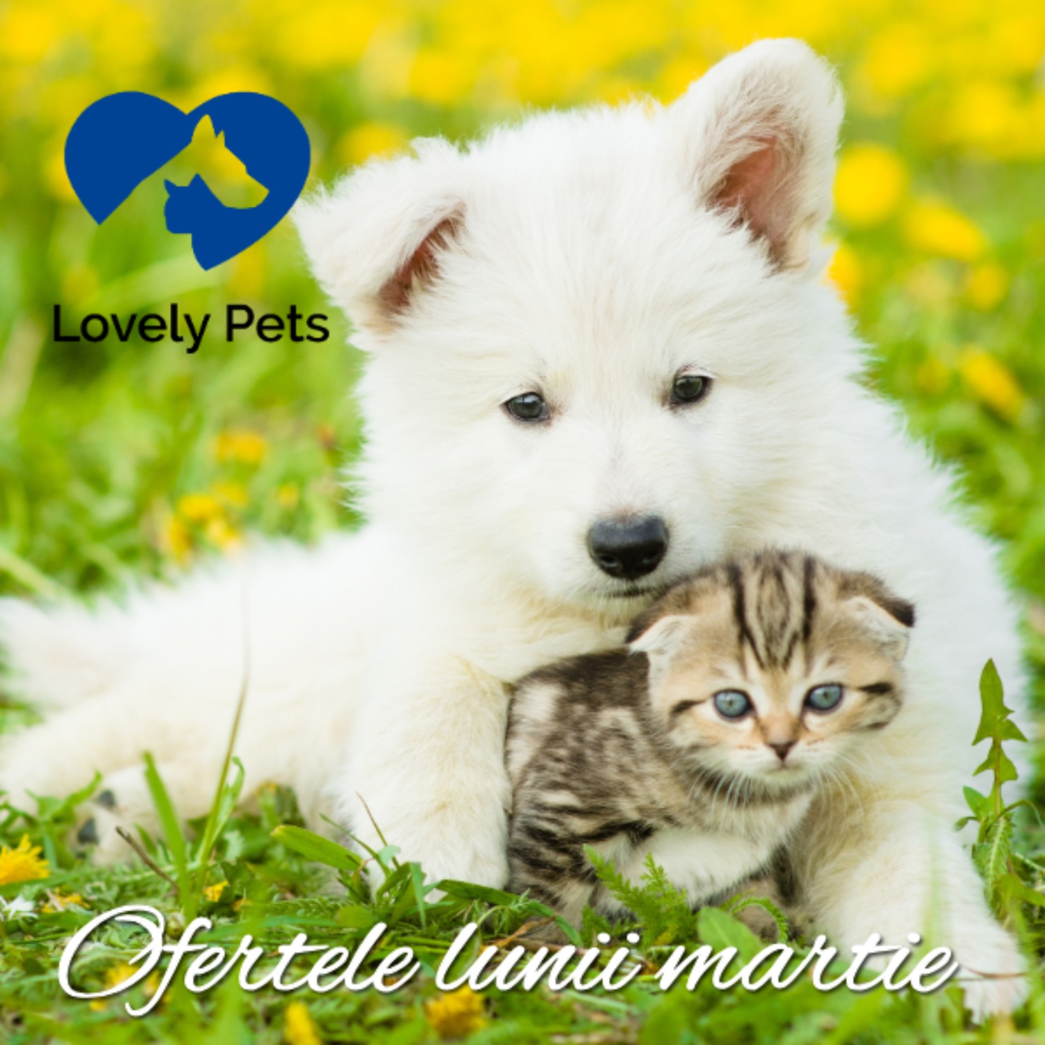 ofertele lunii mobil