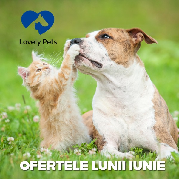 ofertele lunii mobil