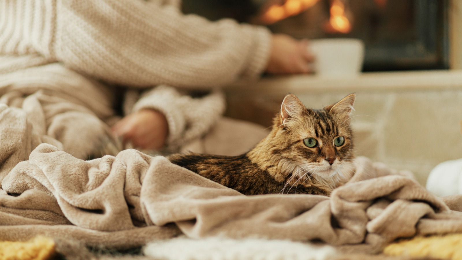 🐾 Cum să hrănești corect o pisică – ghid complet pentru fiecare etapă a vieții