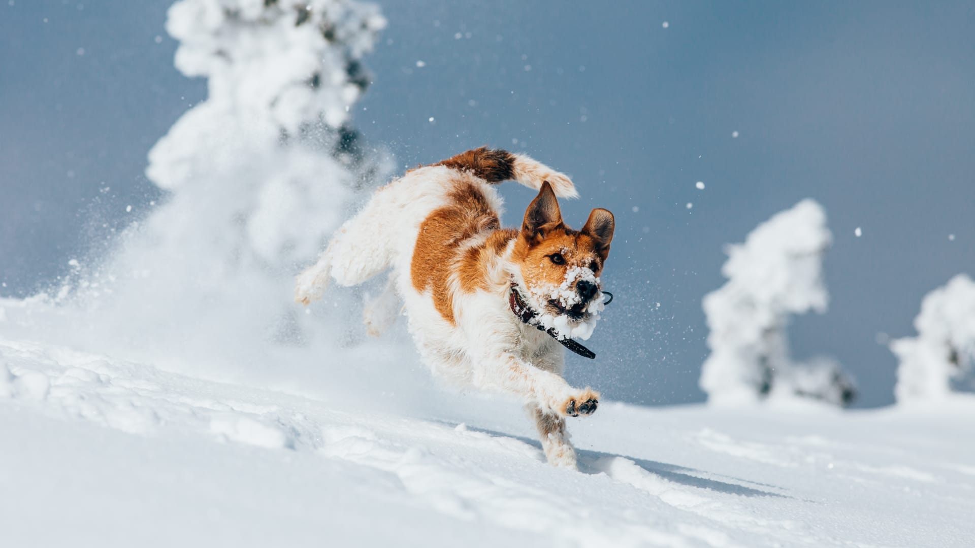 🐶 De ce iubesc câinii zăpada? 7 motive amuzante + ce trebuie să știe stăpânii iarna