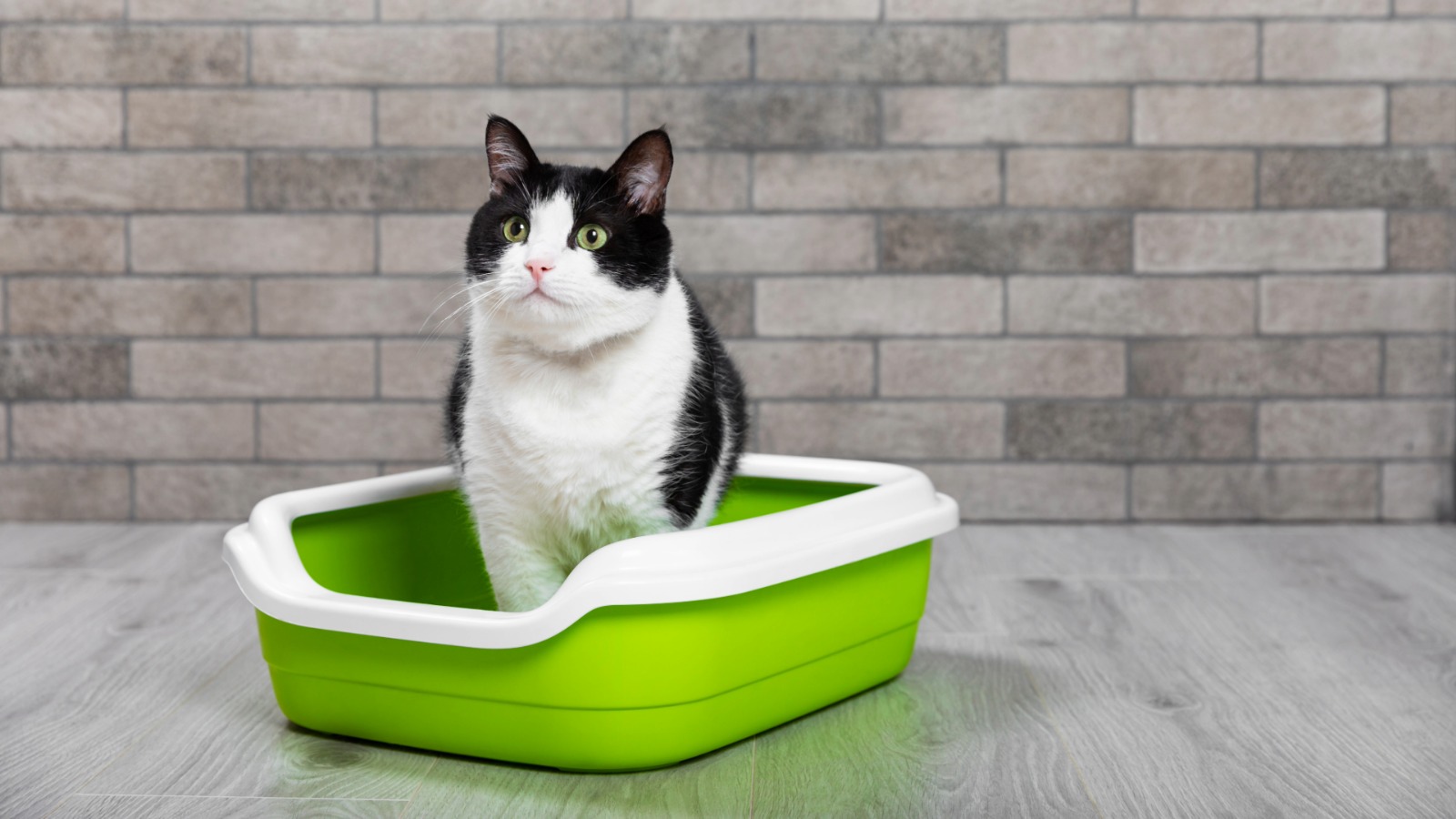 Igiena litierei la pisici: Ghid complet în 3 părți despre curățenie, stres și bunăstare