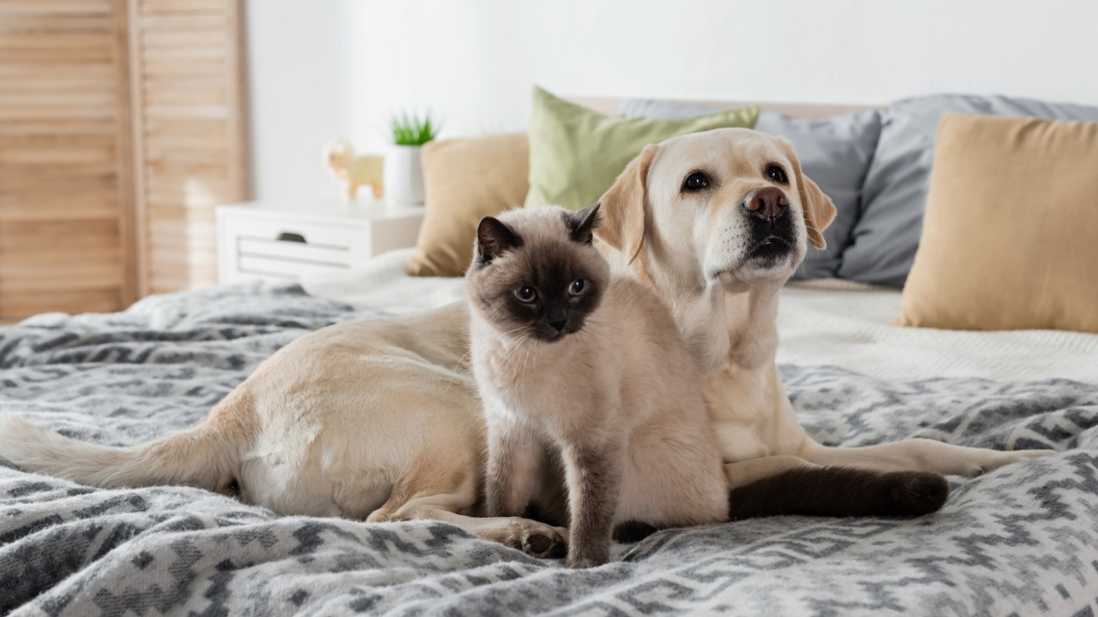 De ce face asta? Descifrarea limbajului corporal la câini și pisici