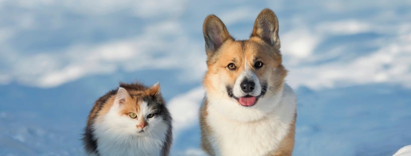 🐱🐶 Hrănirea în sezonul rece: au nevoie animalele de alt tip de alimentație iarna?