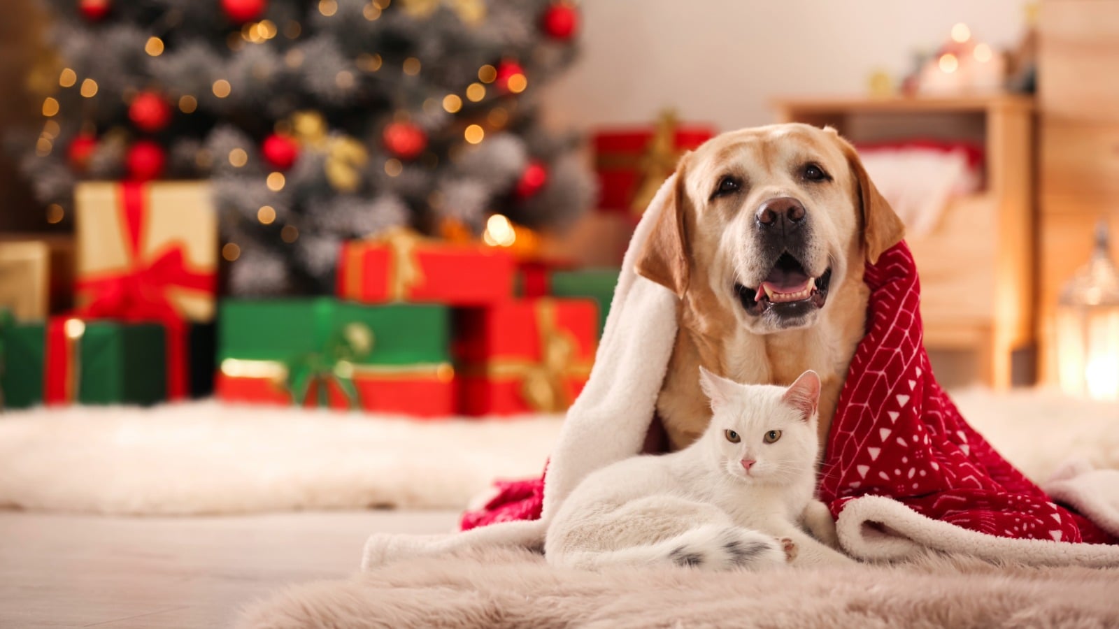 🎄 Pericole sezoniere pentru câini și pisici în perioada sărbătorilor