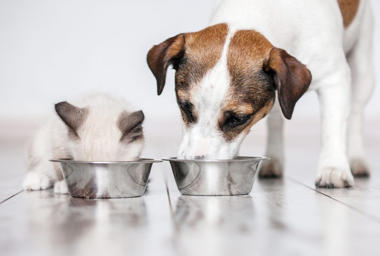 De ce este importantă combinația dintre hrana uscată și hrana umedă pentru sănătatea câinilor și pisicilor
