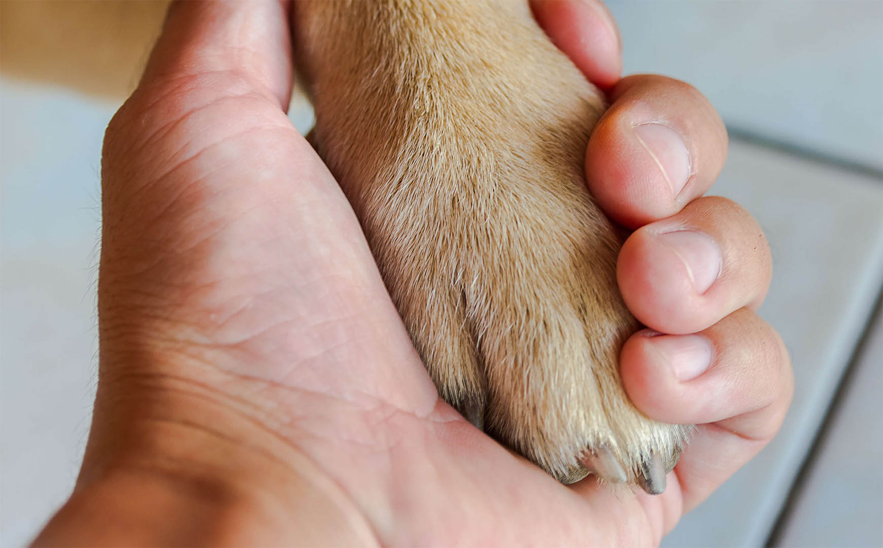 🐶 Periaj, tăiatul unghiilor și igiena urechilor – ritualul săptămânal esențial pentru câinele tău