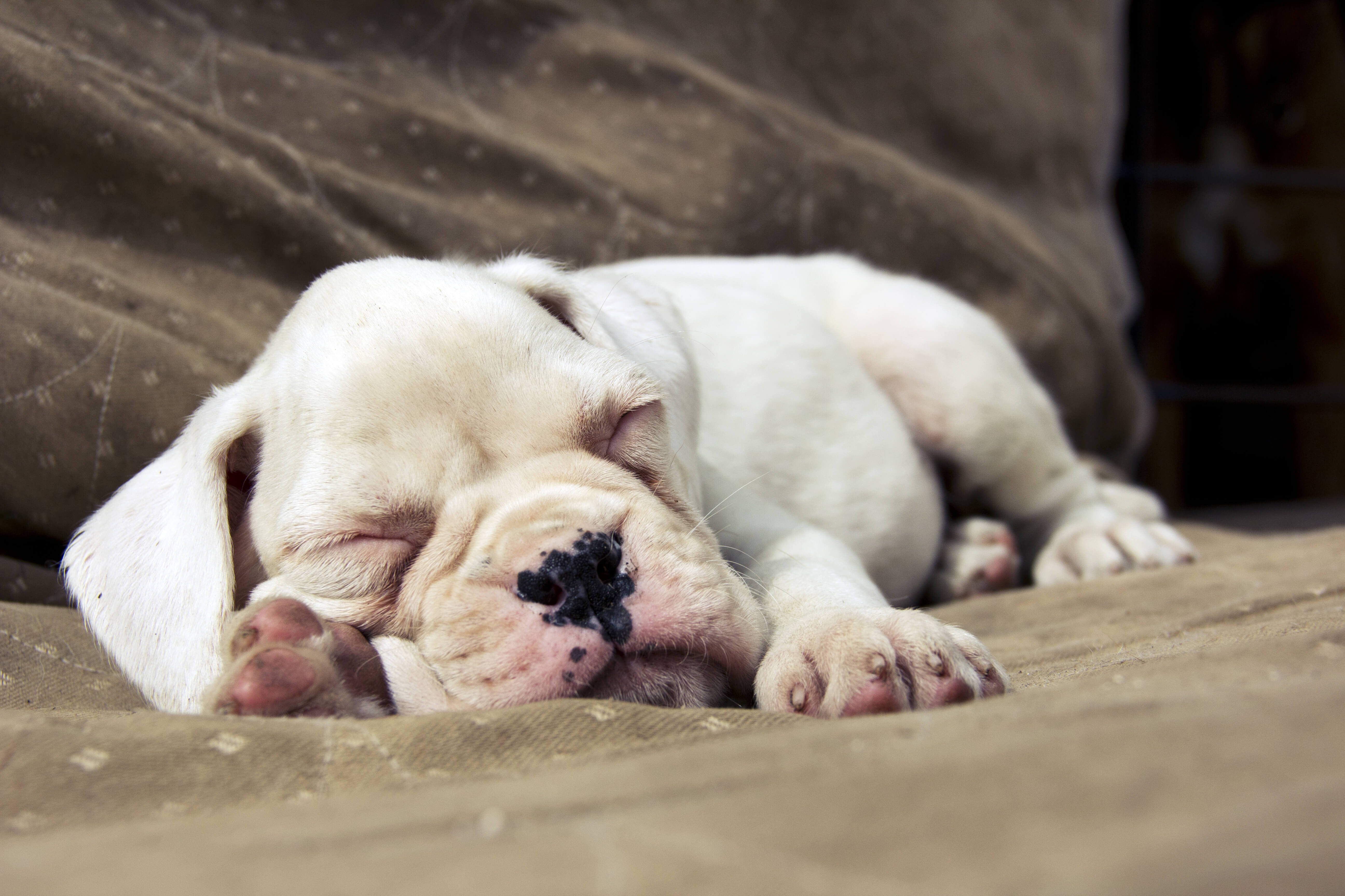 🧠PSIHOLOGIA Canină - De ce cățelul tău urinează în DORMITOR