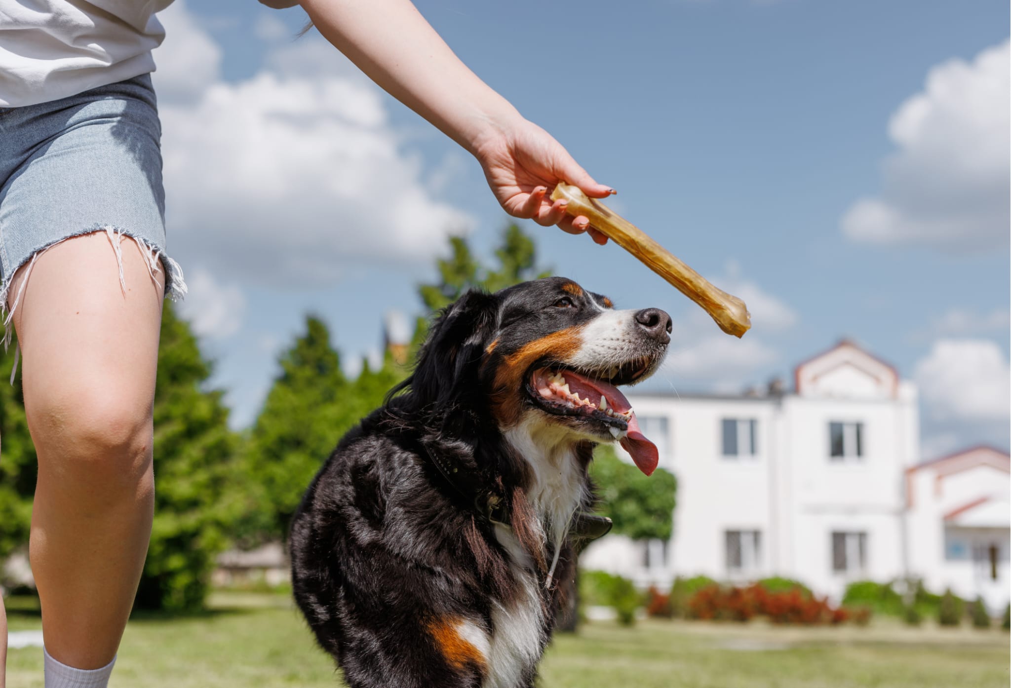 Snackuri sănătoase pentru câinele tău – perfecte pentru vară