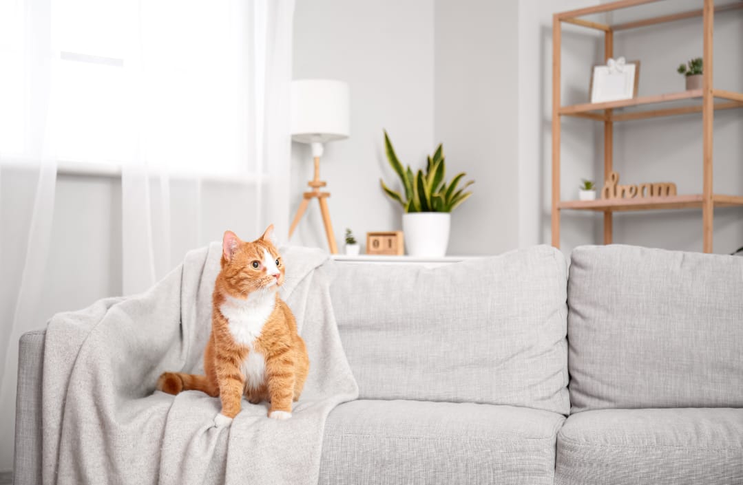 Cele 5 zone esențiale pentru o pisică fericită 🐾: Cum să creezi un mediu ideal pentru felina ta