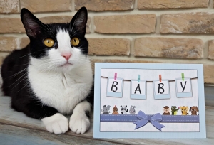 Invitatii Botez - Invitatie de botez albastra cu animale - cod 8039