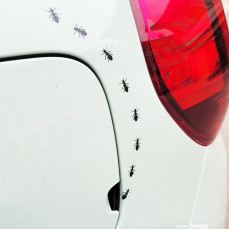 Diverse - Sticker Auto - Furnici