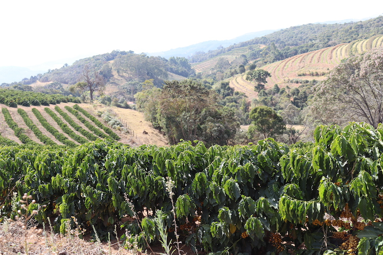 Plantatie de cafea Brazil