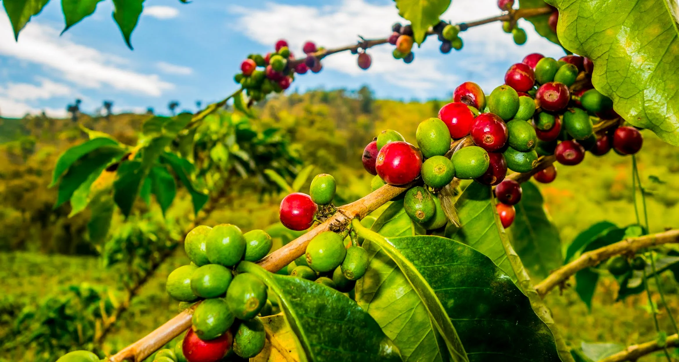 Cafea de specialitate din Columbia, Rio Negro