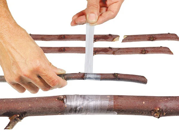 Banda Adezivă Transparentă pentru Altoire Pomi Fructiferi [4]