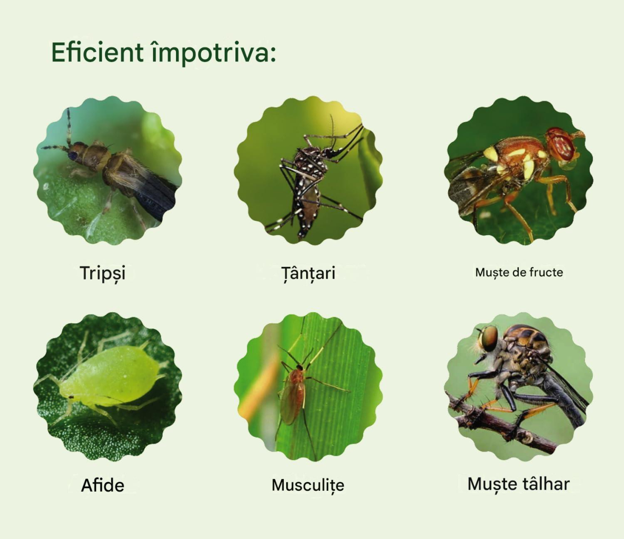 capcana adeziva insecte ghiveci galbena MaffStuff [4]