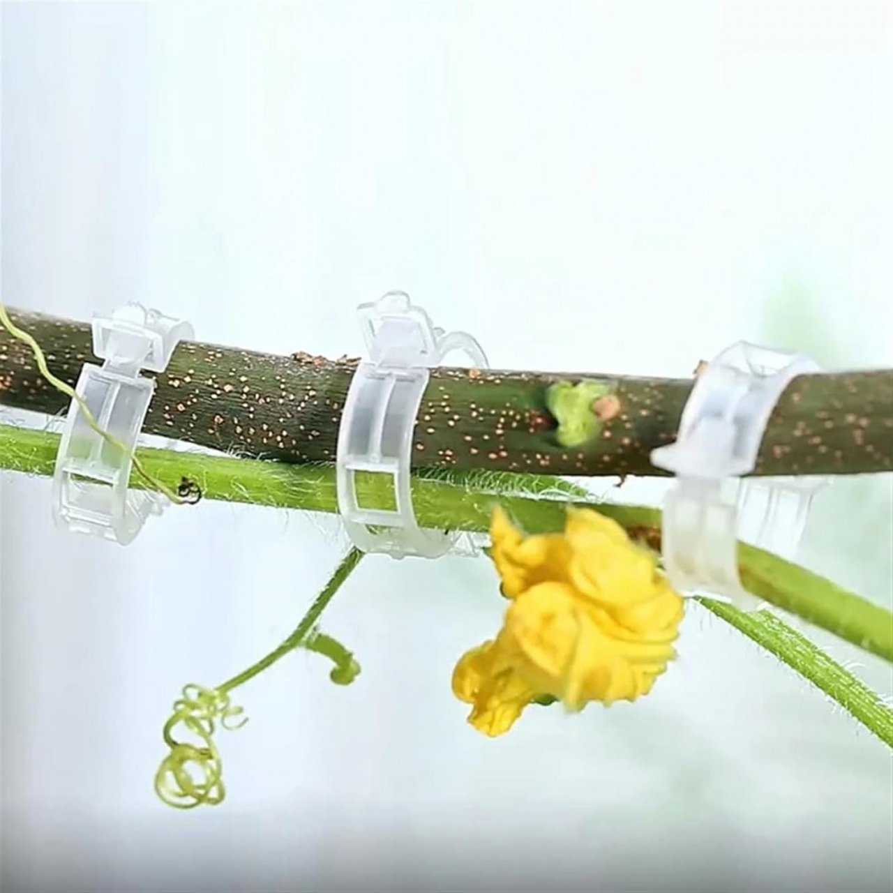 Set 100 Clipsuri pentru Lăstari și Corzi – Diametru 2.5/3 cm [25]