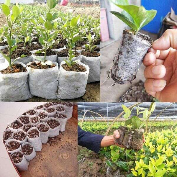 Sac Germinat Semințe – Material Biodegradabil, Set 100 Bucăți [17]
