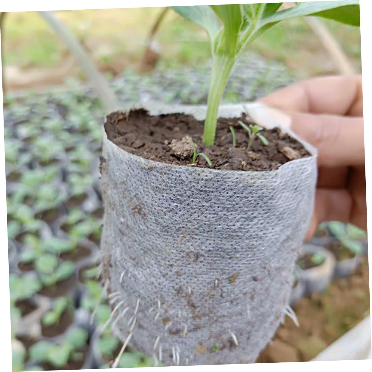 Sac Germinat Semințe – Material Biodegradabil, Set 100 Bucăți [21]