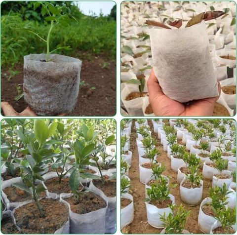 Sac Germinat Semințe – Material Biodegradabil, Set 100 Bucăți [17]