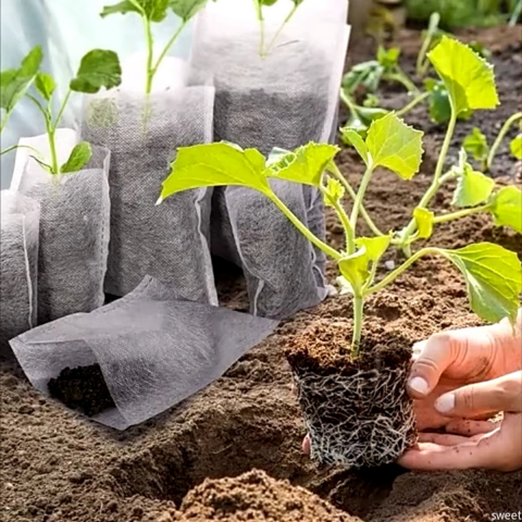 Sac Germinat Semințe – Material Biodegradabil, Set 100 Bucăți [18]
