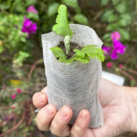 Sac Germinat Semințe – Material Biodegradabil, Set 100 Bucăți [13]