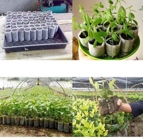 Sac Germinat Semințe – Material Biodegradabil, Set 100 Bucăți [15]