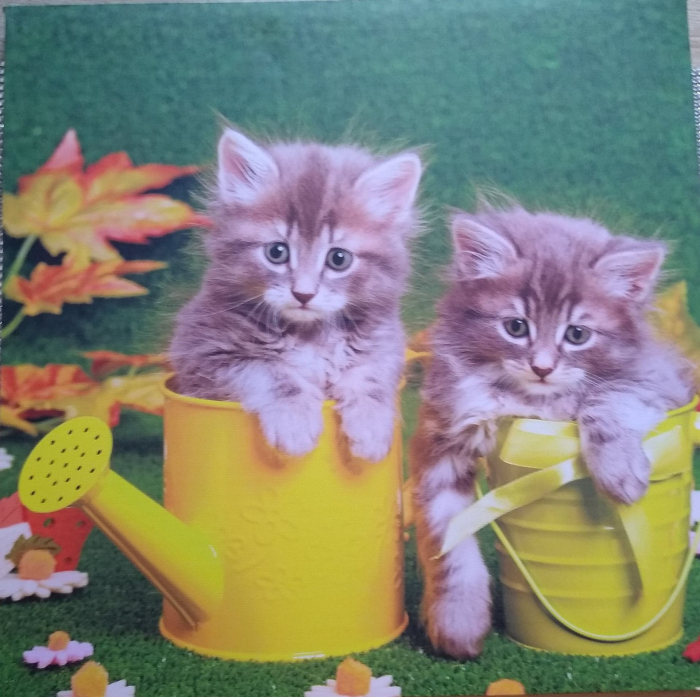 Tablou cu doua pisici scumpe in stropitori galbene [3]