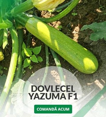 Nou in Romania