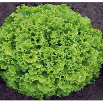 SALATA SEMENTEL F1