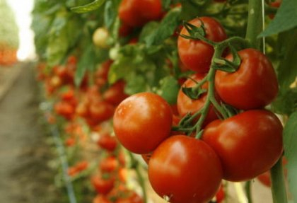 Seminte de tomate Abellus f1 (100 sem) [1]