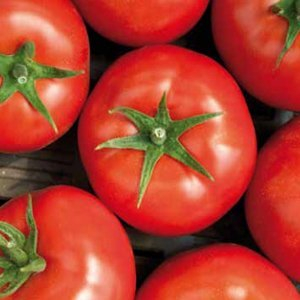 Seminte de tomate Alamina f1 (1000 sem) [1]