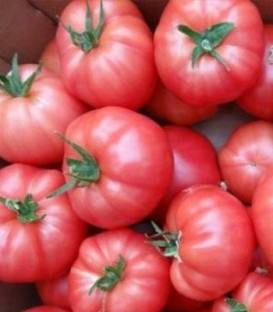 Seminte de tomate roz Aphen F1 (250 sem) [1]