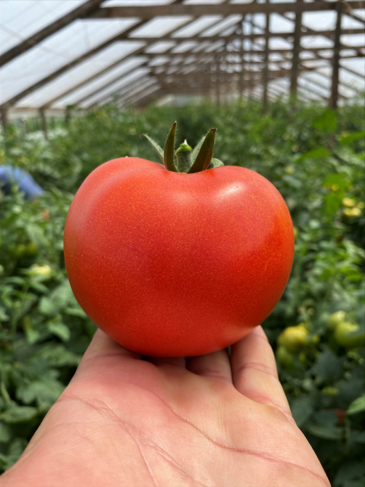 Seminte de tomate Canova F1 250 sem [1]