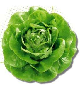 Salata Centore 5000 sem [1]