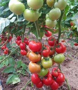 Seminte de tomate Ciciu F1 (500 sem) [1]
