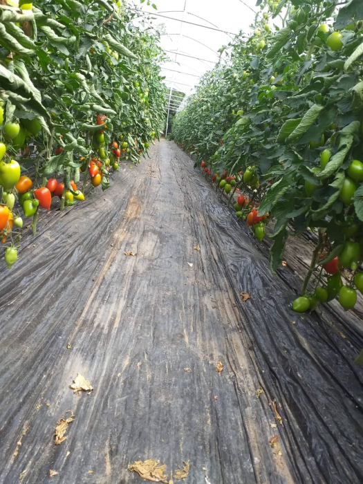 Seminte de tomate DYNO F1 1000 sem [4]