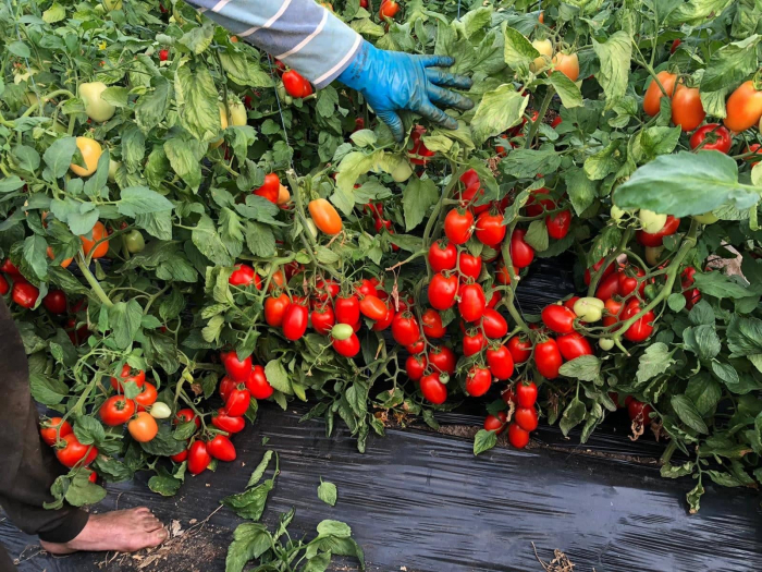 Seminte de tomate DYNO F1 1000 sem [3]
