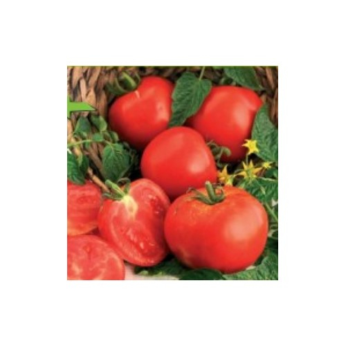 Seminte de tomate Ghittia [1]
