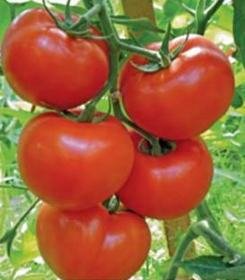 Seminte de tomate Gravitet F1 (500 sem) [1]