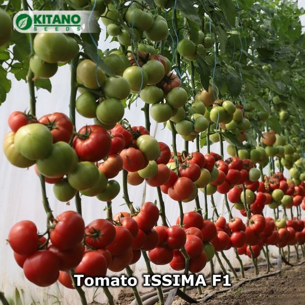 Seminte de tomate roz OSHIN F1 (Issima f1) 500 seminte [2]