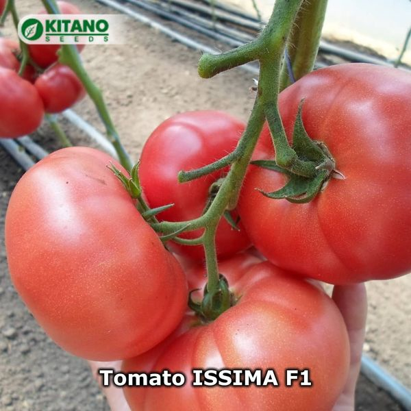 Seminte de tomate roz OSHIN F1 (Issima f1) 500 seminte [3]